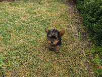 Yorkshire Terrier mini criado em ambiente familiar disponível para ent