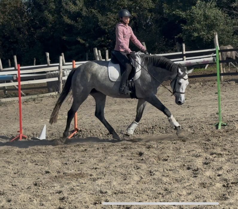 4-letnia klacz po Levus/Etoulon VDL z matki po Malibu