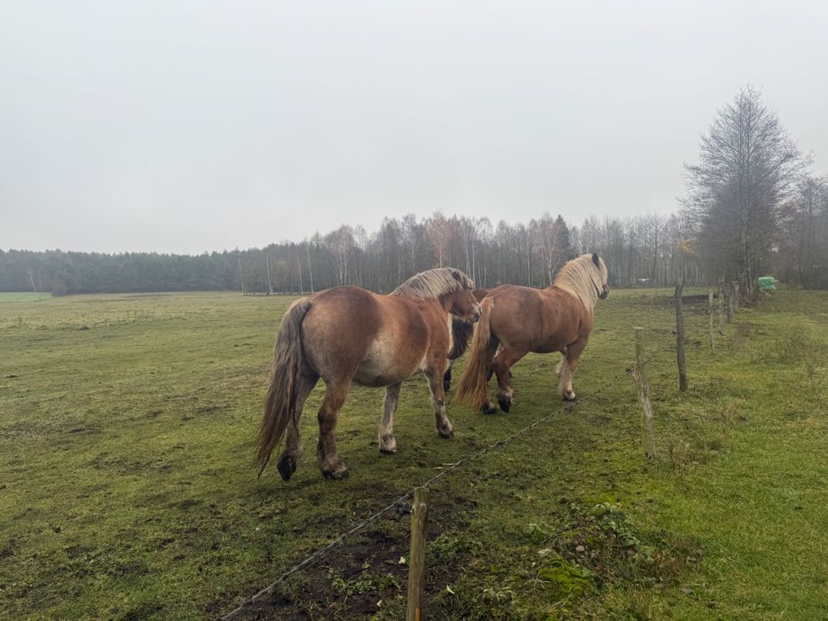 Sprzedam konie zimnokrwisty polski