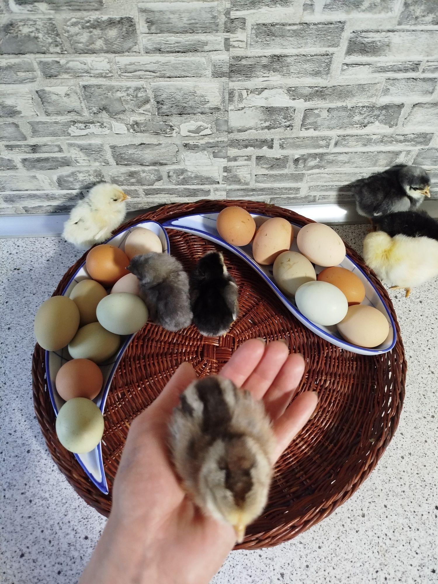 Яйця інкубаційні