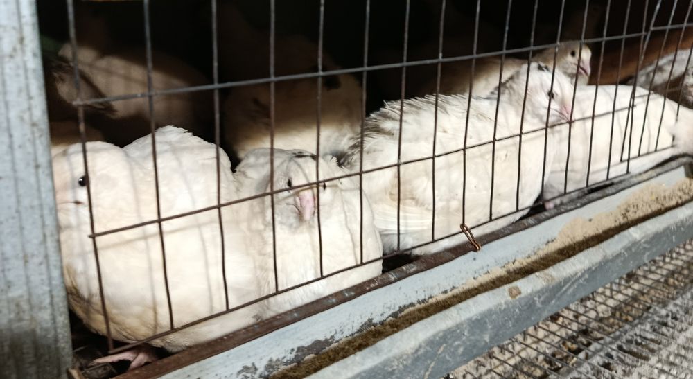 Перепела несучки