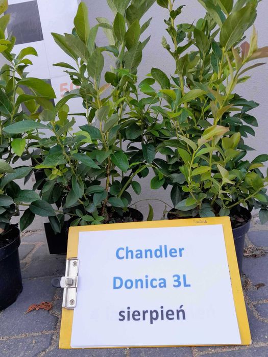 Borówka amerykańska Chandler CAC 3 letnie donica 3 litry  PREMIUM