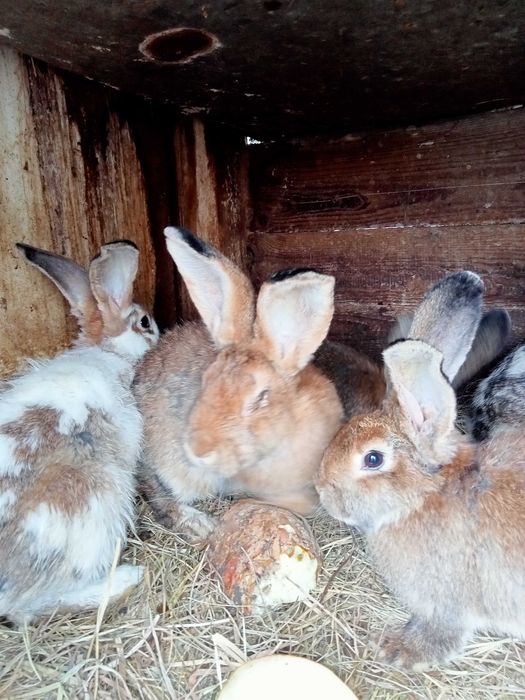 Króliki roczne samce i samice