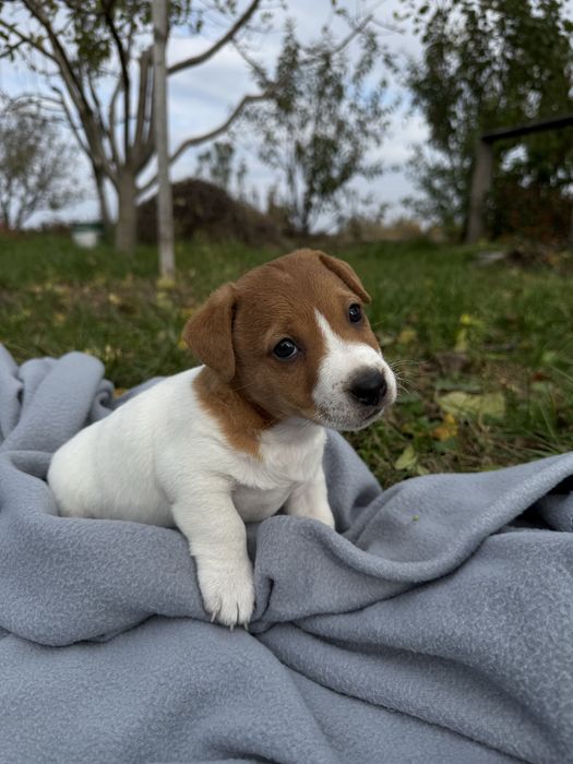 Джек Рассел Тер’єр