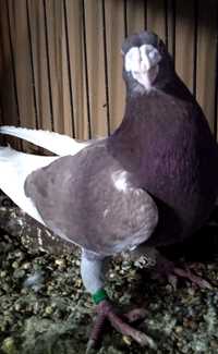 Gołębie Staropolskie ( piękny czerwony samczyk 2023)