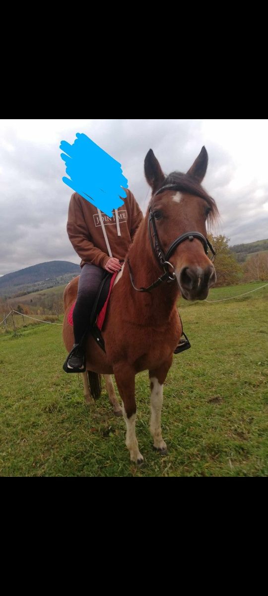 Sprzedam klacz huculską