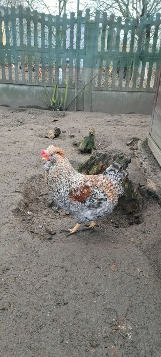 Sprzedam młode koguty z czerwca