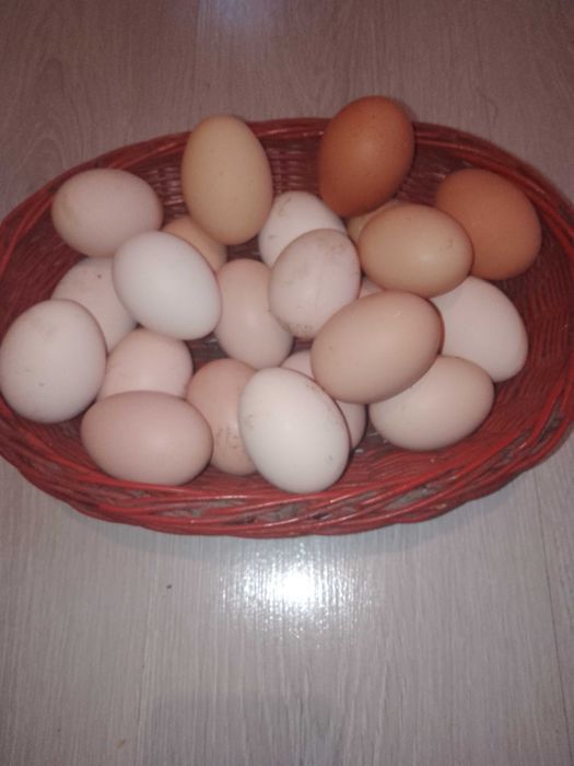 Jajka wiejskie codziennie swieze