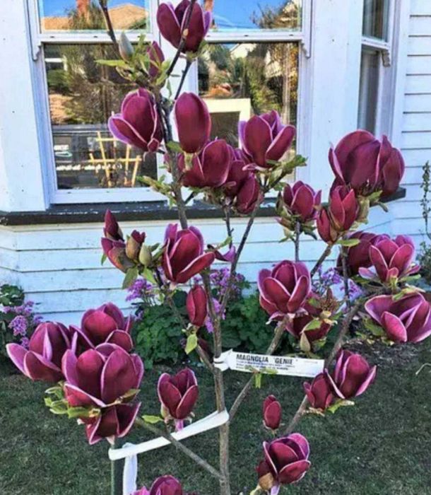 Хурма Інжир Яблуня Персик Черешня Груша Слива Абрикос Азіміна Магнолії