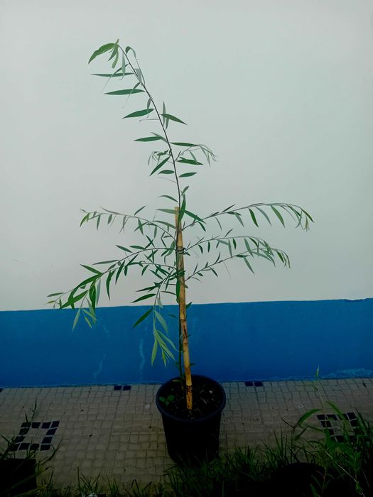 Arvore salgueiro chorao