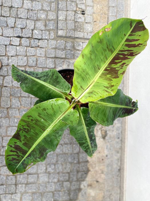 Bananeiras „Musa Dwarf Cavendish“ (4 disponíveis, com rebentos)