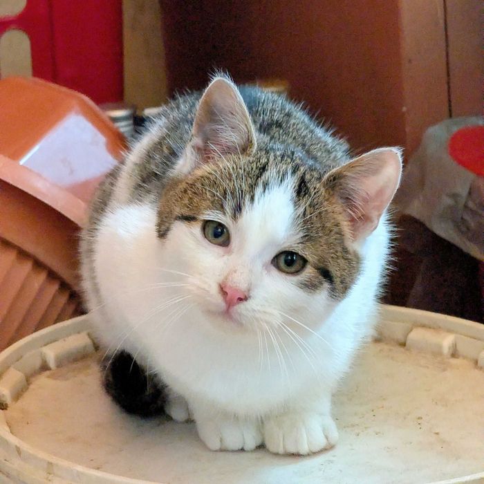 Młoda kotka czeka na dom