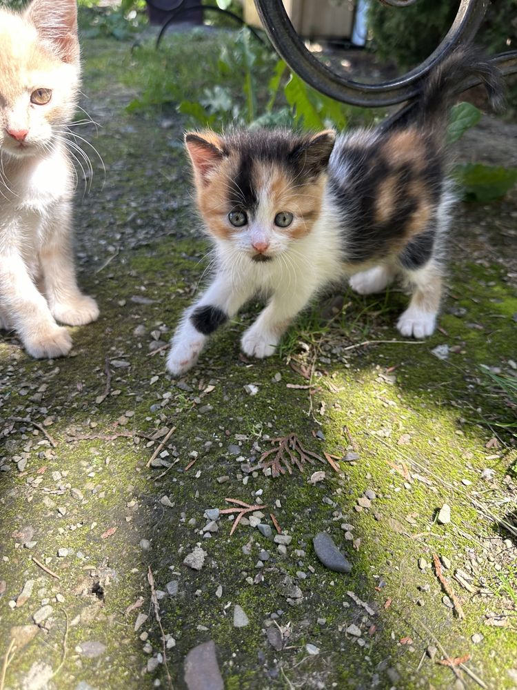 Віддамо котиків в добрі руки