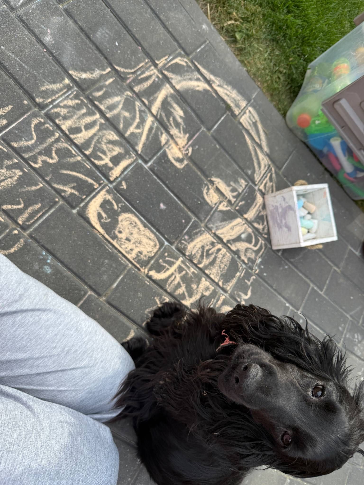 Szczeniaczki po Cocker Spaniel