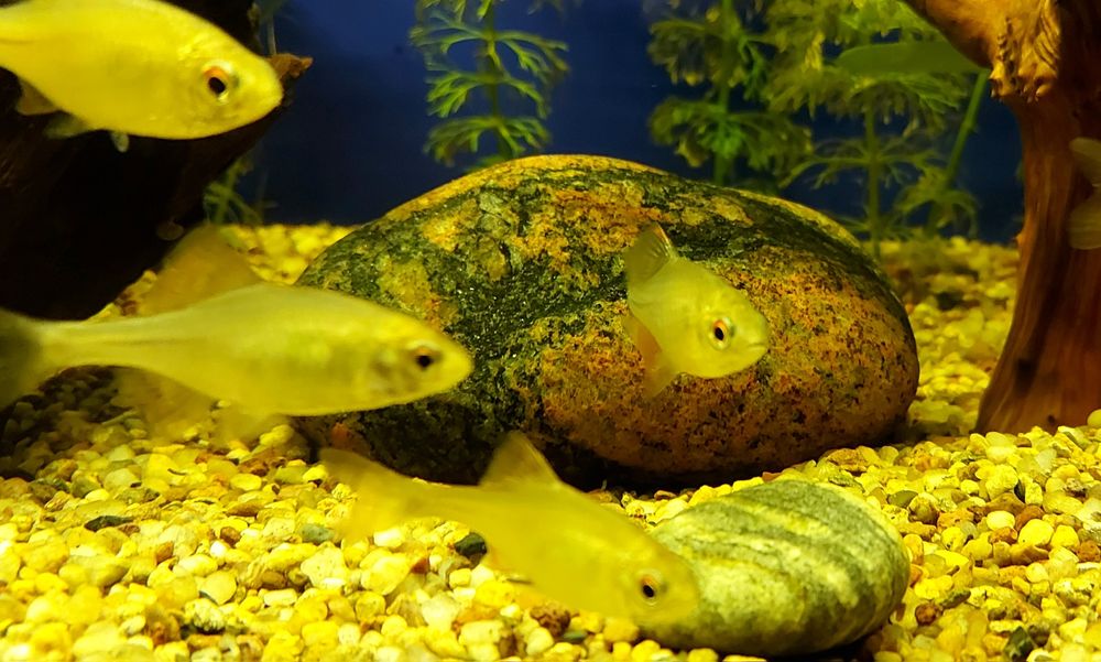 Rybki Tęczanki 4-5cm