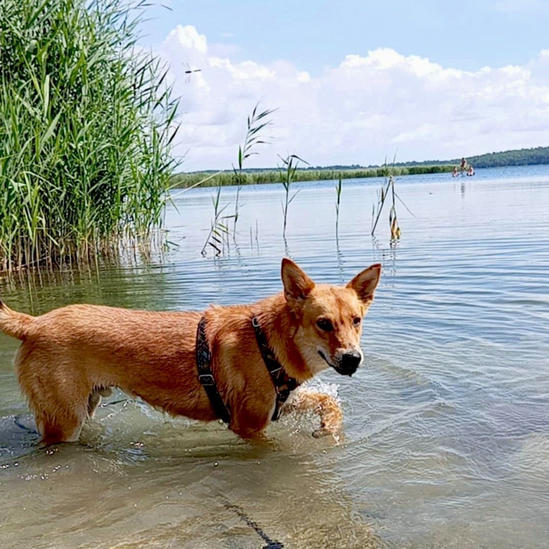 Jacuś gorąco poleca się do adopcji..