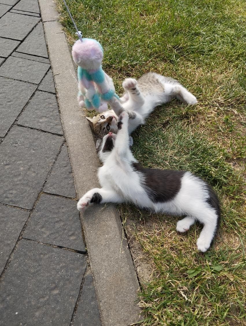 Kocięta oddam zadarmo