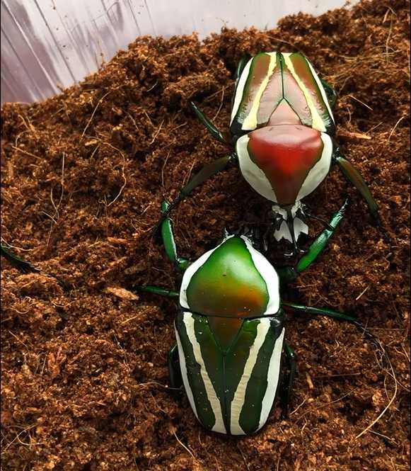 Larwy chrząszcza Dicronorrhina derbyana layardi