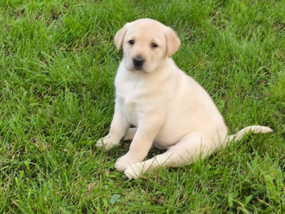 Sprzedam  labradora pieska