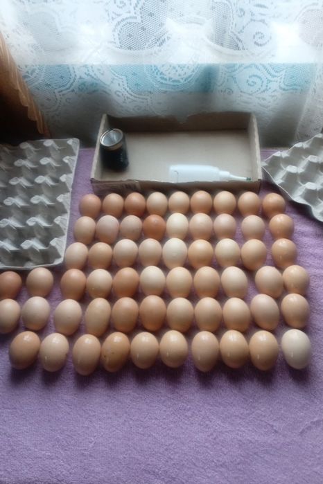 Яйця для інкубації бройлерів.