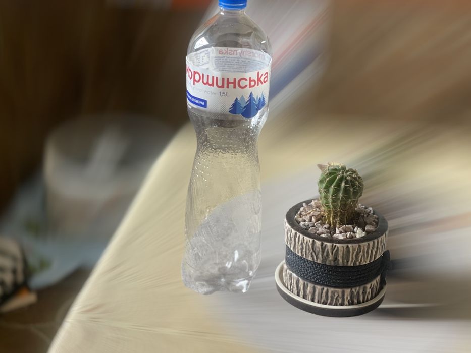 Ехінопсис кактус з керамічним горщиком