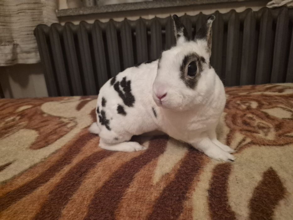 Oddam króliczka miniaturke rexa