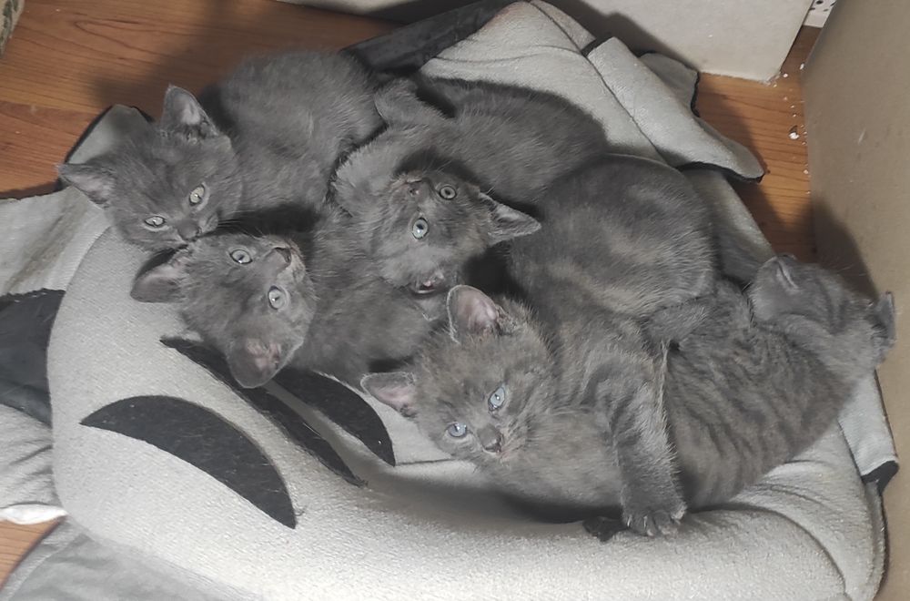 Кошенятка безкоштовно
