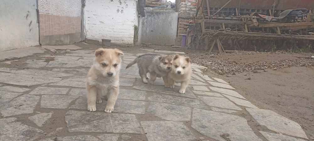 Віддамо чудових цуценят в хороші руки