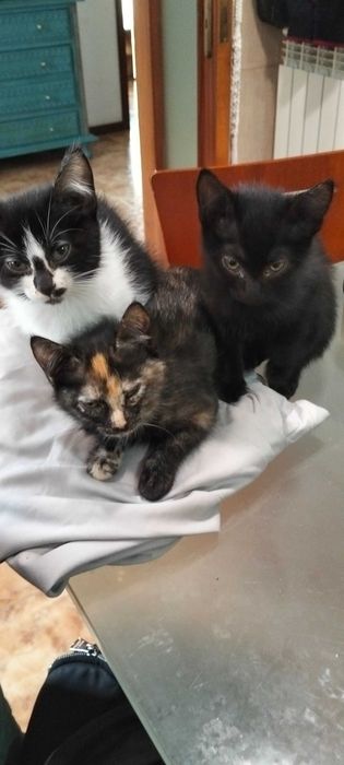 Gatos para adoção em Guimarães