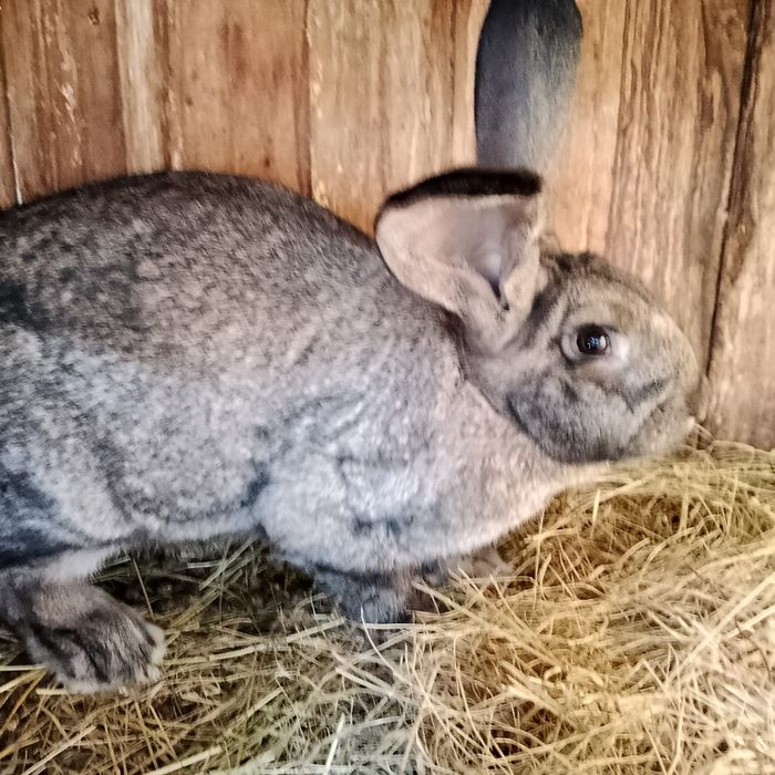 Кролики, кролі домашні мішаних порід, кітна самиця