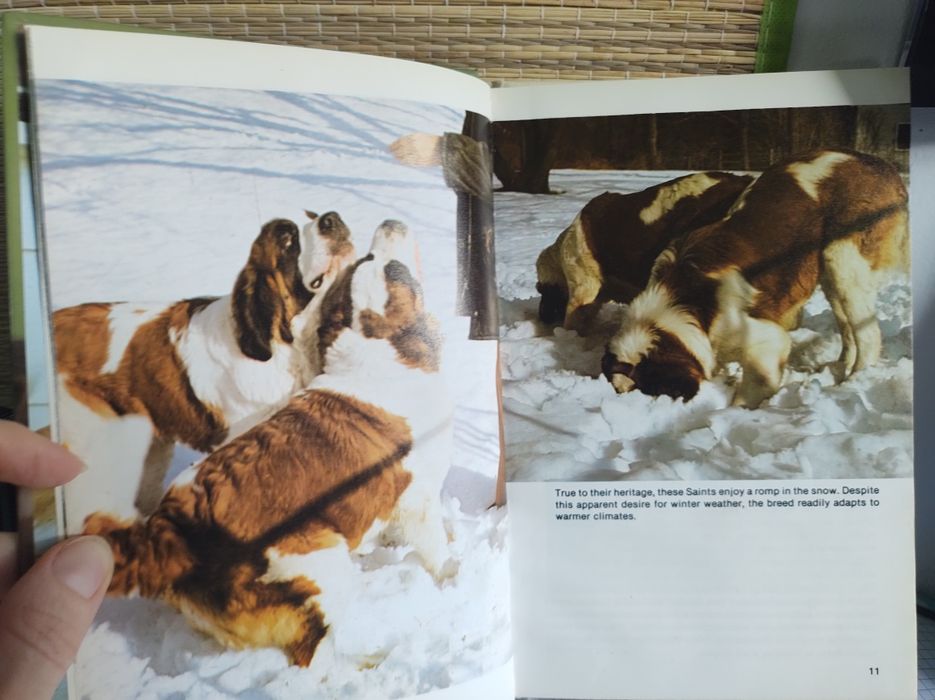 Bernardyny bernardyn, Saint bernards - książka ilustrowana, kolekcja