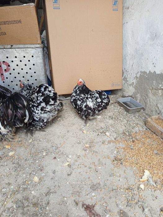 Jajka legowe kochina miniaturowego