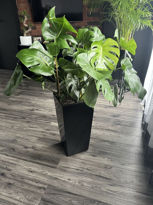 Monstera deliciosa