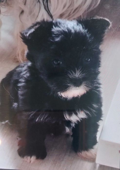 Yorkshire Terrier Blac Czarny