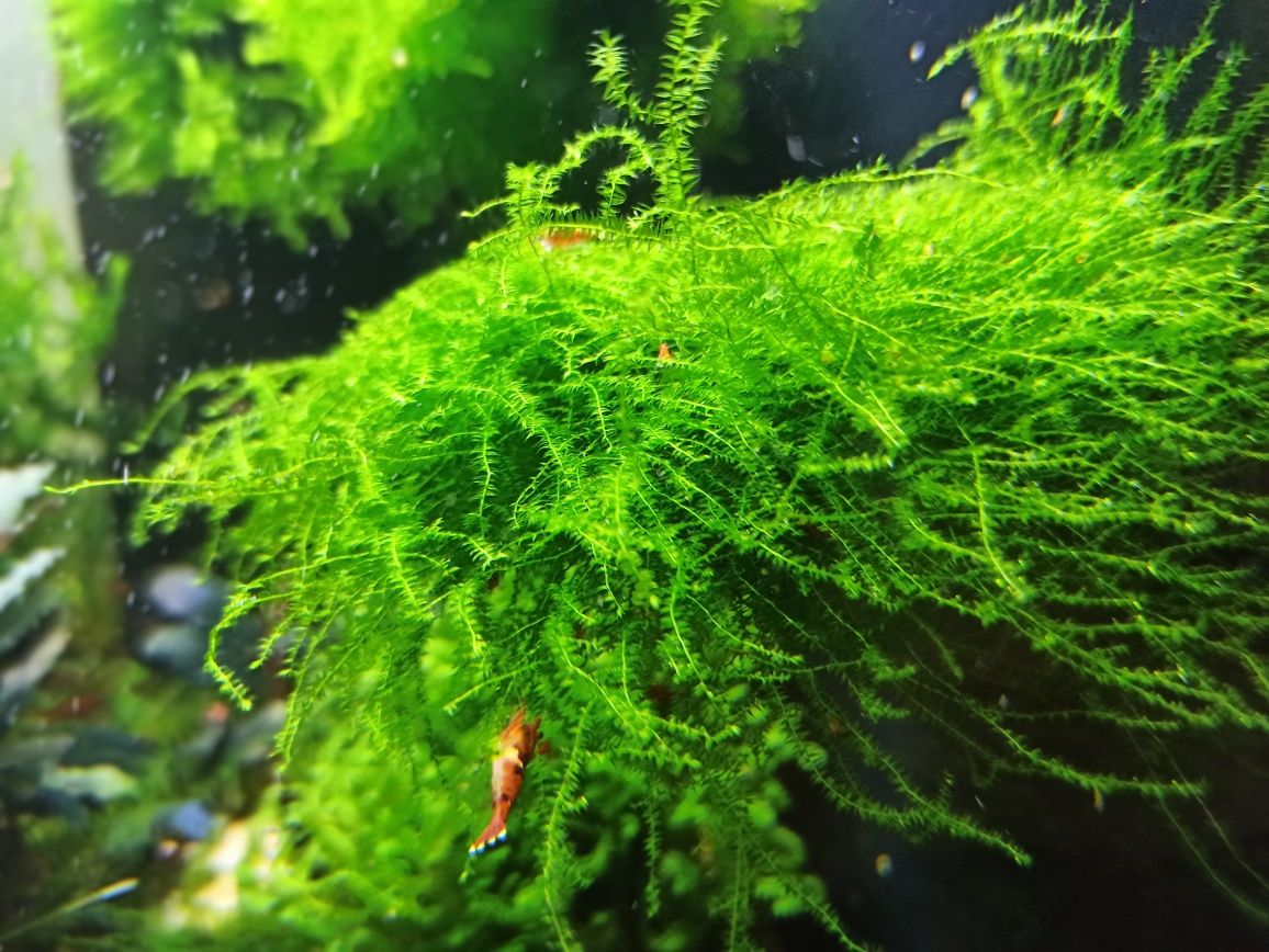 Mech  Flat  Moss