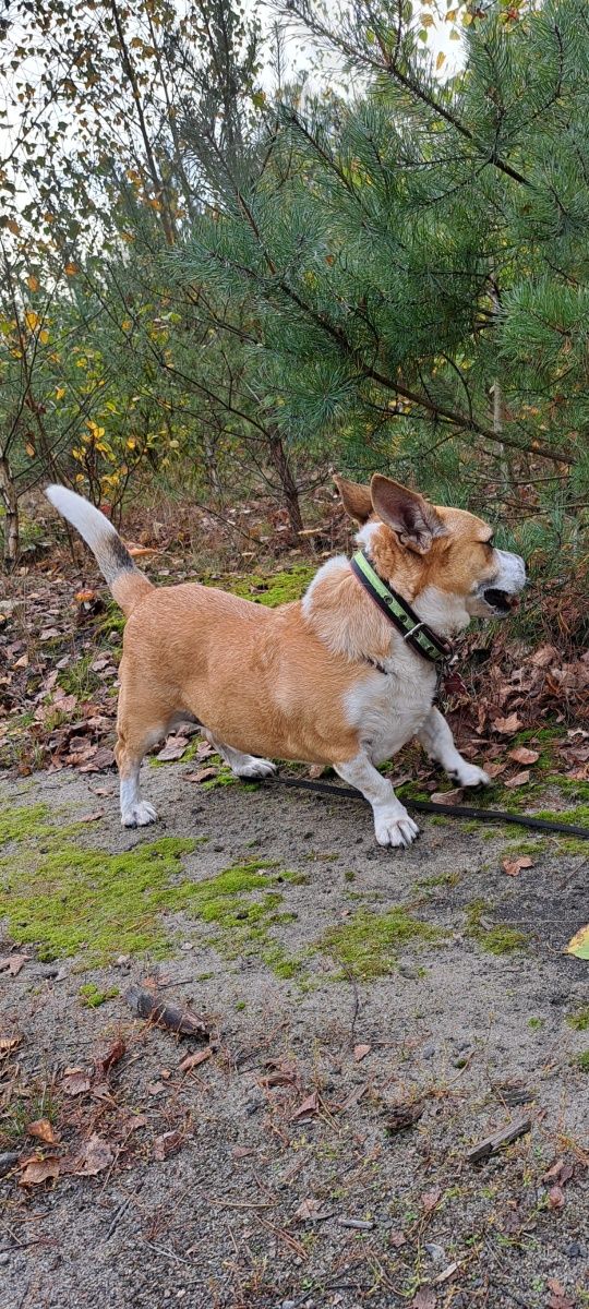 Pikuś cudny piesek w typie Corgi do adopcji