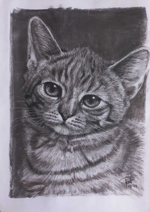 Retratos de animais a carvão (P&B), a pastel (cores) ou digital