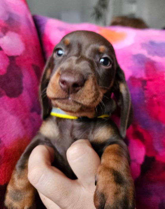 Jamnik Suka czekoladowa brązowa