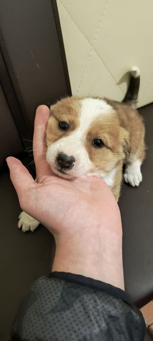 Собачка, цуценя, щеня. Цуценята