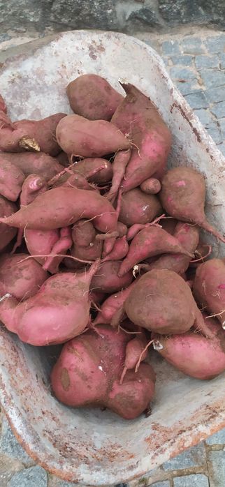 Batata doce de qualidade