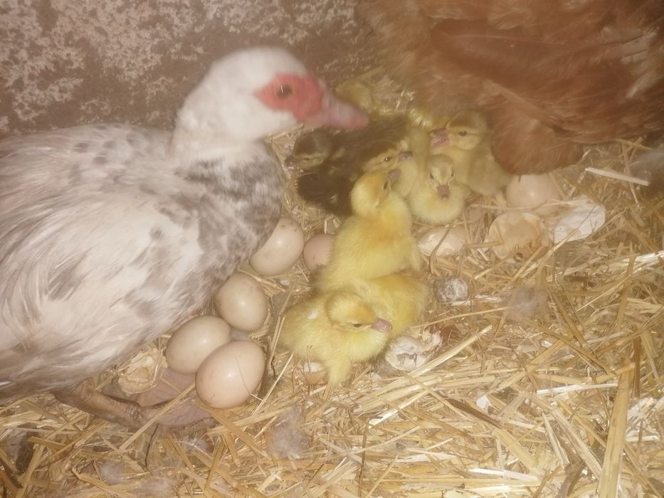 Patas e patos mudos  e gansos para venda