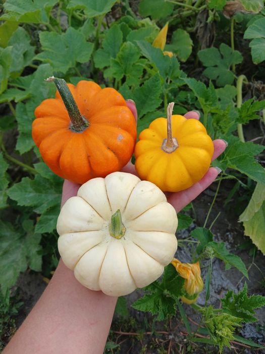 Декоративні гарбузики, гарбуз, тиковки (тыква), осінній декор