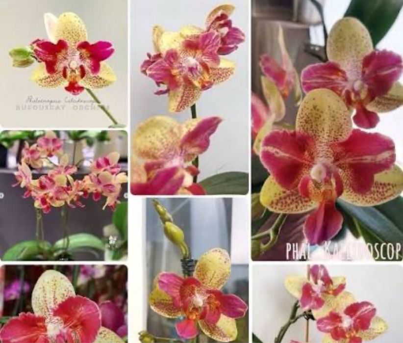 Орхидея фаленопсис Калейдоскоп метелик