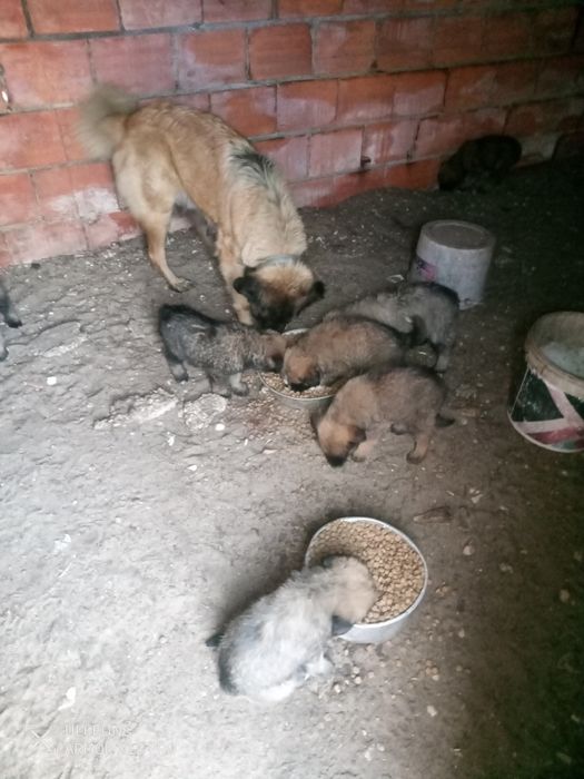 Cães Serra da estrela