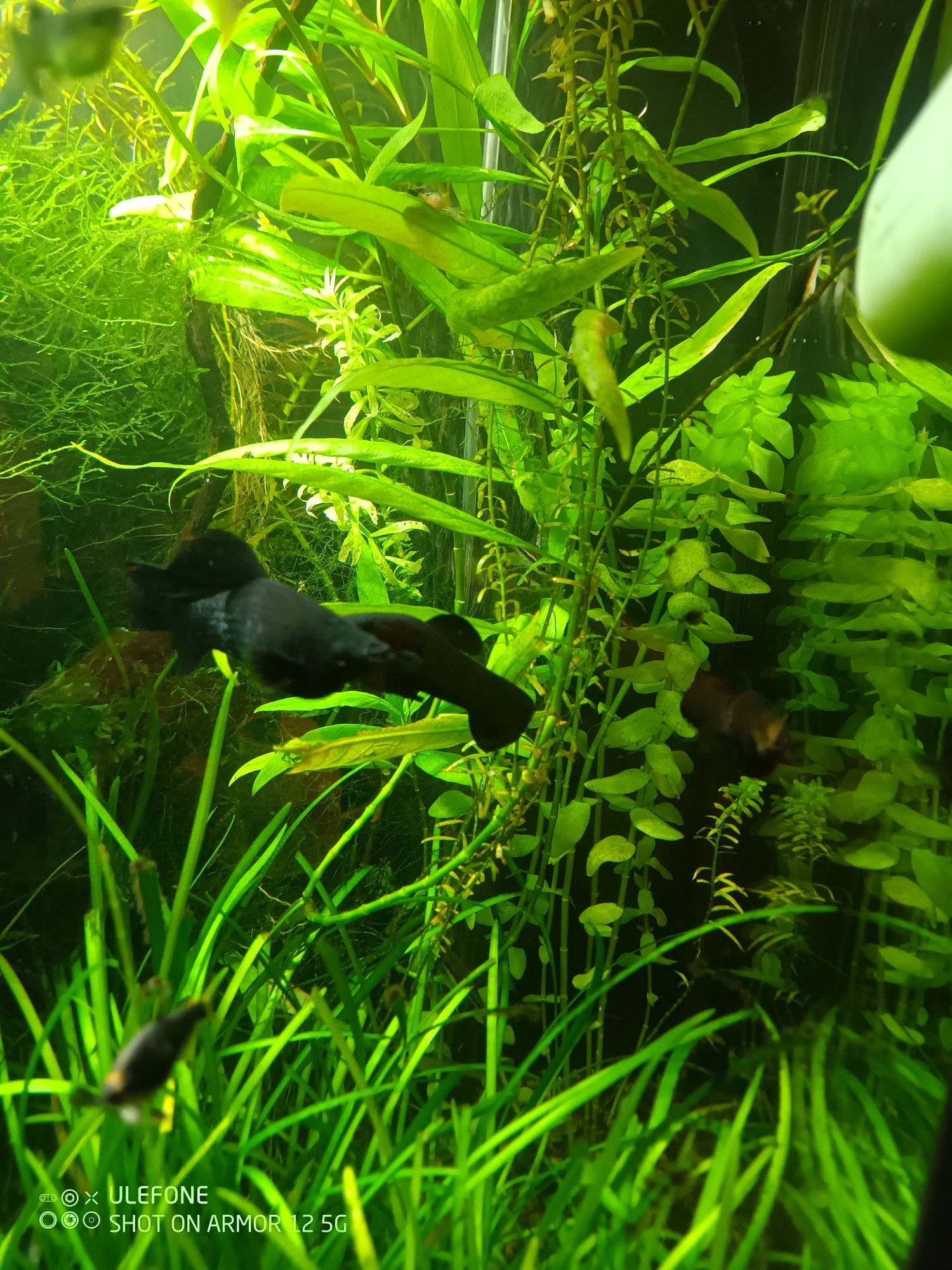 Molinezje Black Molly