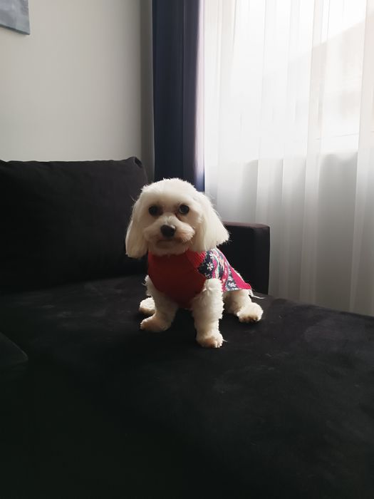 Sweterek świąteczny dla psa