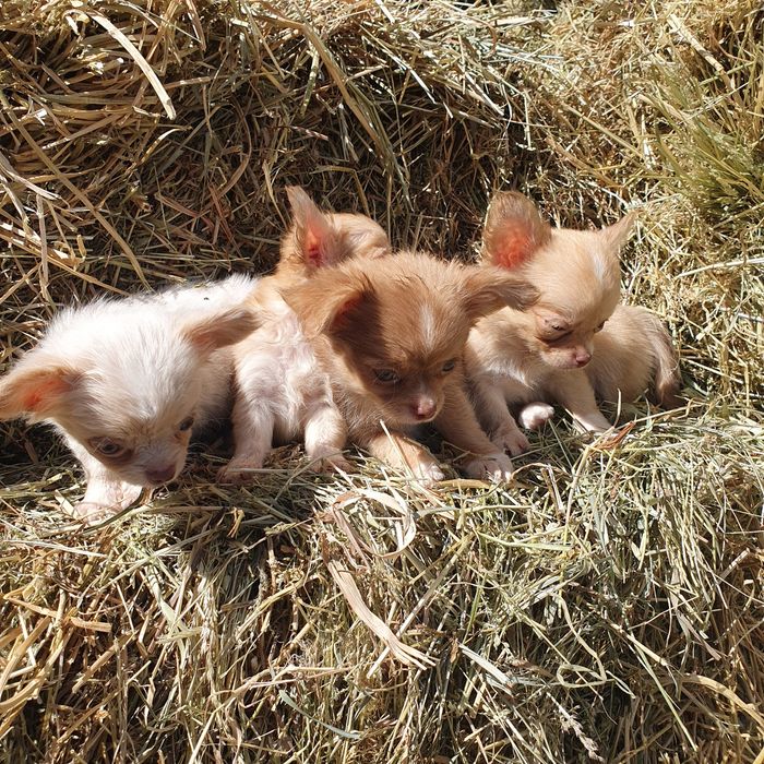 Длинношерстные мальчики чихуахуа