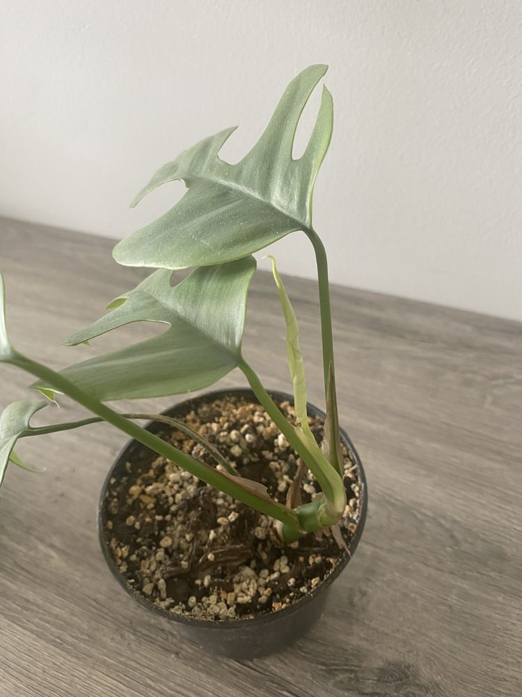 Roślina monstera minima, Rhapidophora tetrasperma