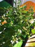 Citrus Calamondin, pomarańcza
