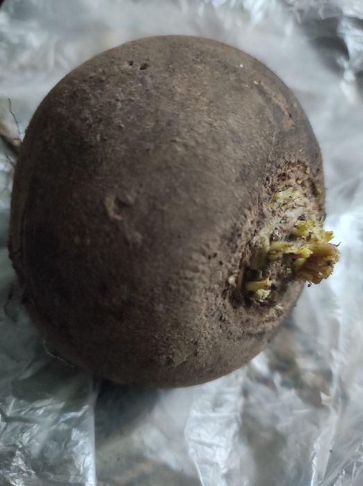 Продам  редьку(черную,белую)